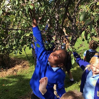 Plentyn yn ymestyn i gael afal o'r goeden