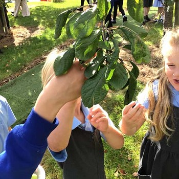 Plant yn helpu ei gilydd i gael afalau o'r goeden